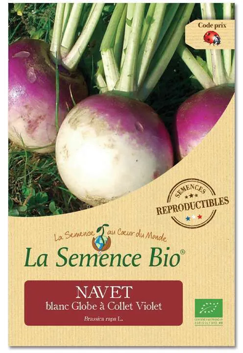 Graines potagères navet Blanc Globe à Collet Violet Bio en sachet